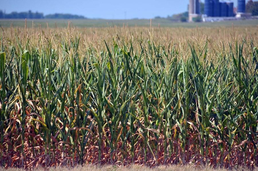 [新聞] 美國農戶玉米播種興趣減弱 因期貨表現欠佳